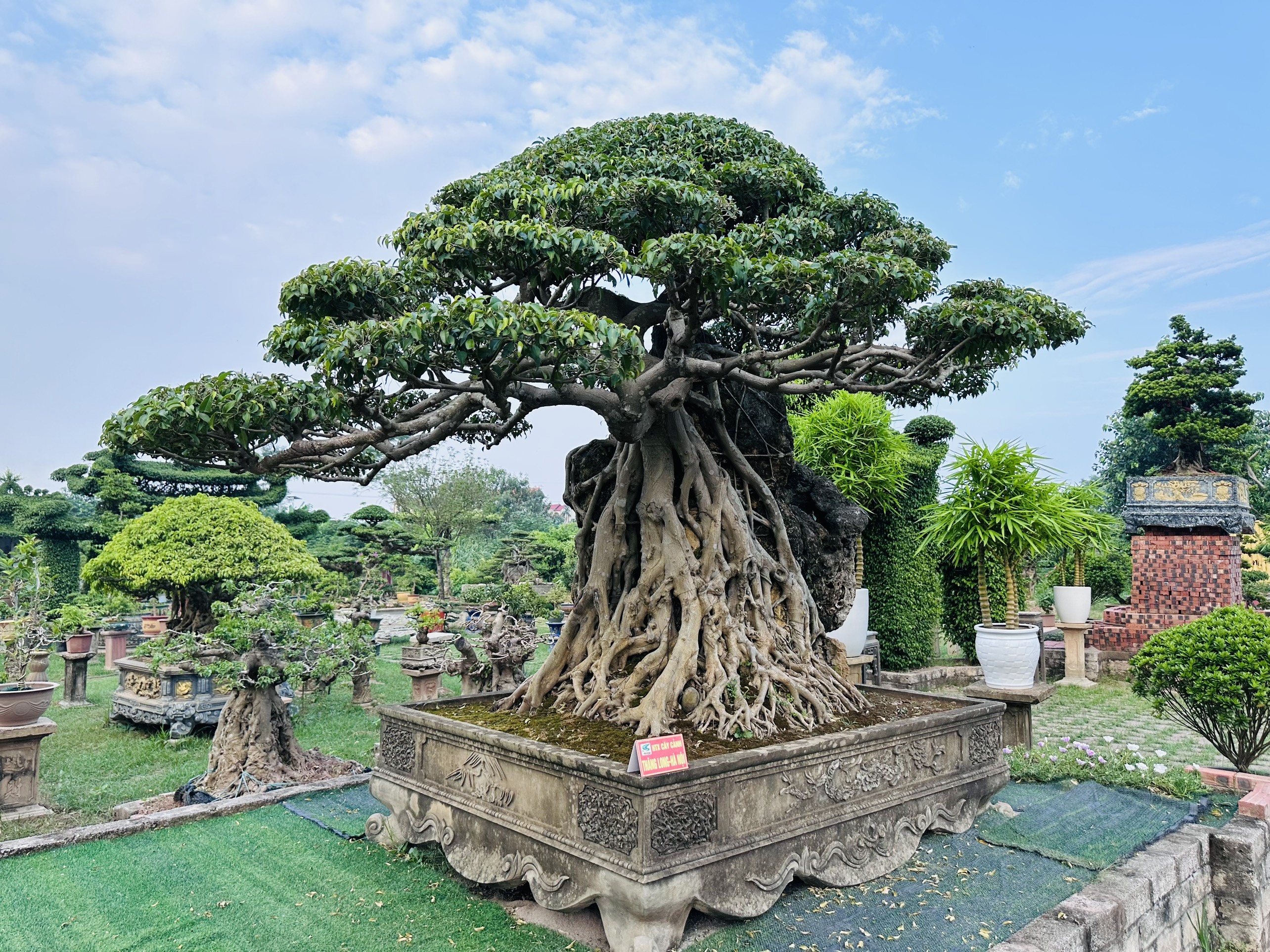 Cây Sanh Nam Điền Đẹp