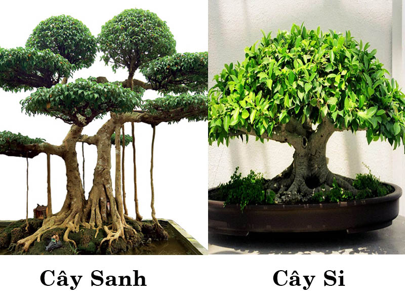 Cây Sanh và Cây Si: Sự Khác Biệt và Điểm Chung