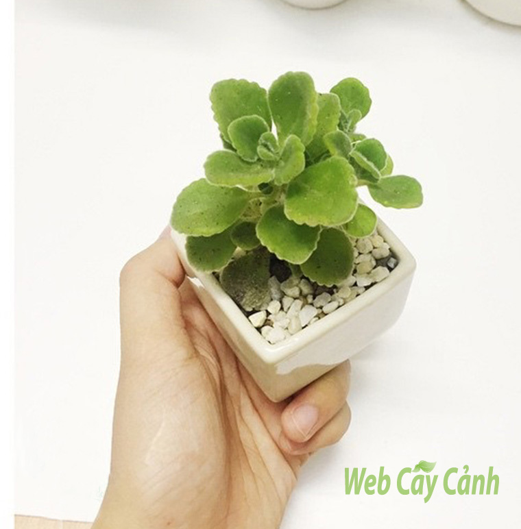 Cây Sen Đá Lá Thơm