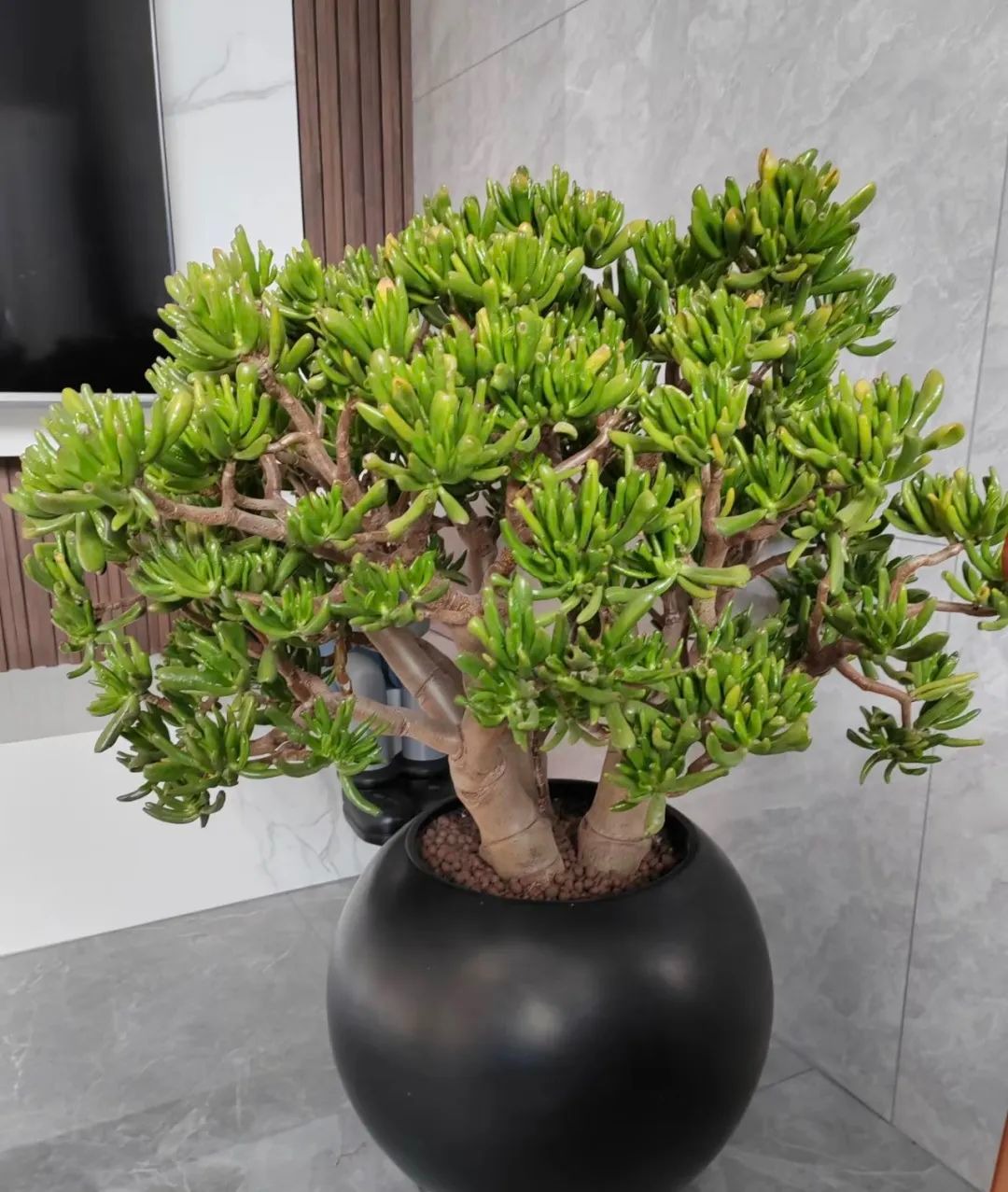Cây Sen Đá Nên Đặt Ở Đâu Trong Nhà?