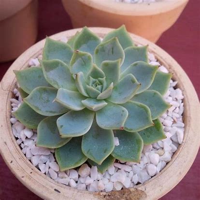 What is the English name for Succulents?