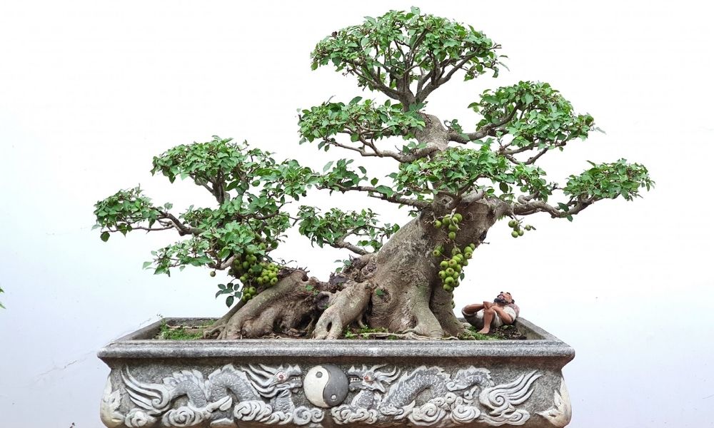 Cây Sung Cảnh Đẹp
