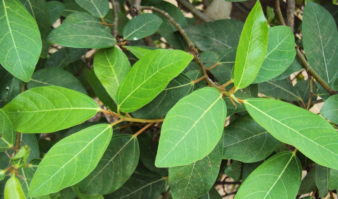 Cây Sung Lá To: Đặc Điểm, Công Dụng Và Cách Trồng
