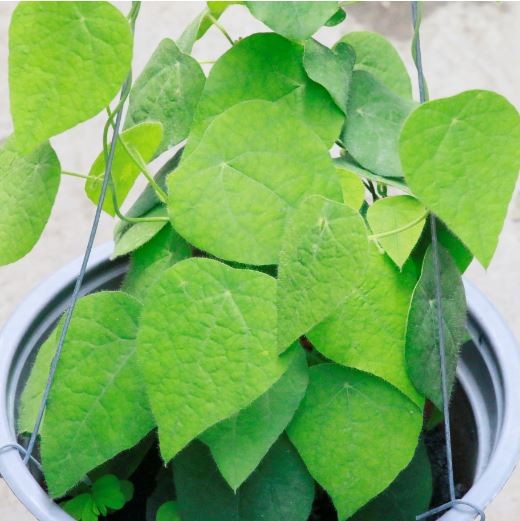 Cây Sương Sâm Lông: Đặc điểm, công dụng và cách trồng