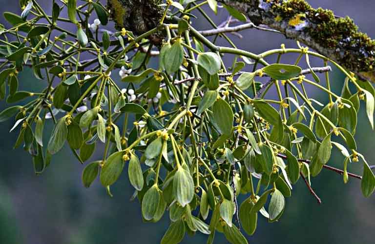 Cây Tầm Gửi Có Ý Nghĩa Gì?