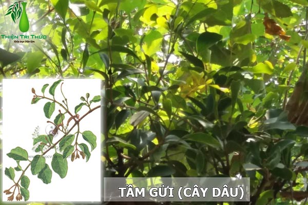Cây Tầm Gửi Trên Cây Dâu