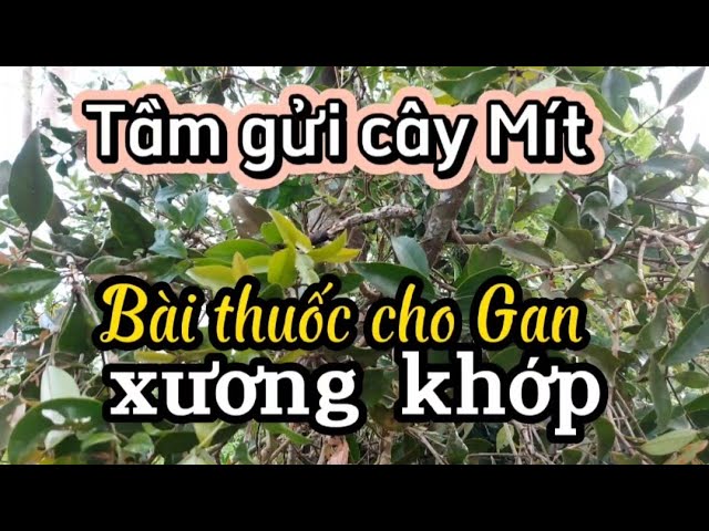 Cây Tầm Gửi Trên Cây Mít