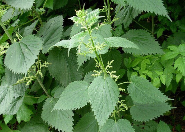Cây Tầm Ma Mọc Ở Đâu?