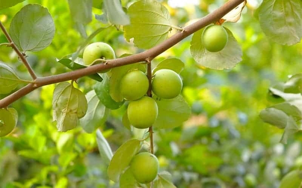 Cây táo ra quả vào mùa nào?