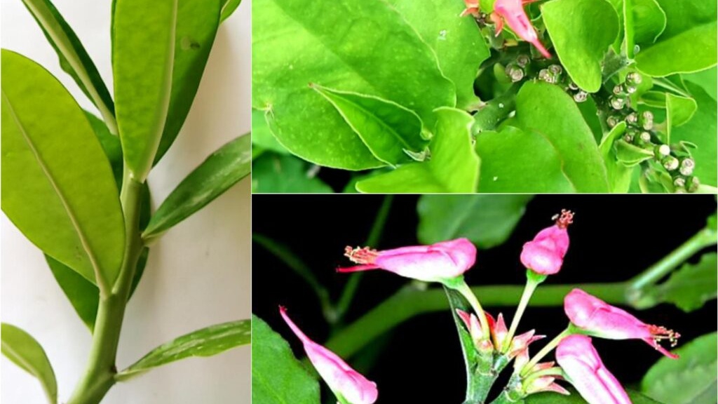 Cây Thạch Anh và Cây Đuôi Chuột: Đặc điểm, công dụng và cách chăm sóc