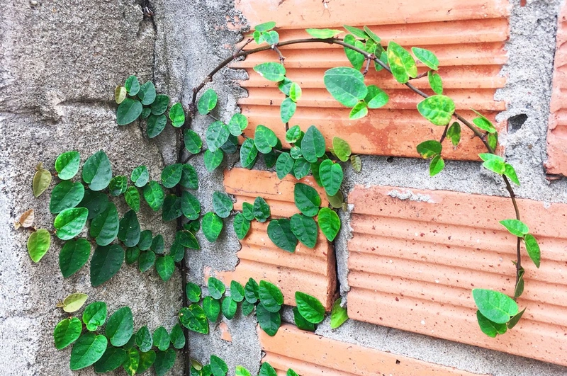 Cây Thằn Lằn Đá: Đặc Điểm, Cách Trồng Và Chăm Sóc