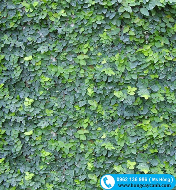 Cây Thằn Lằn Leo Tường: Đặc điểm, công dụng và cách chăm sóc