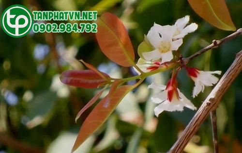 Cây Thành Ngạnh Có Mấy Loại?