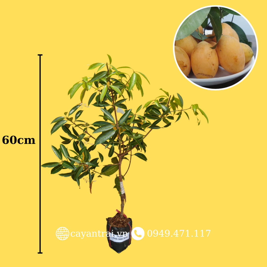 Trồng Cây Thanh Trà Trong Chậu: Hướng Dẫn Chi Tiết Từ A Đến Z