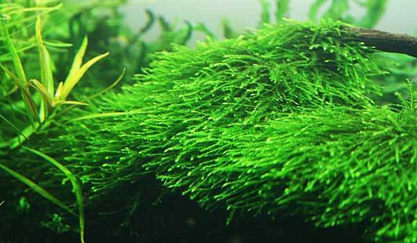 Cây Thủy Sinh Trải Nền Không Cần CO2