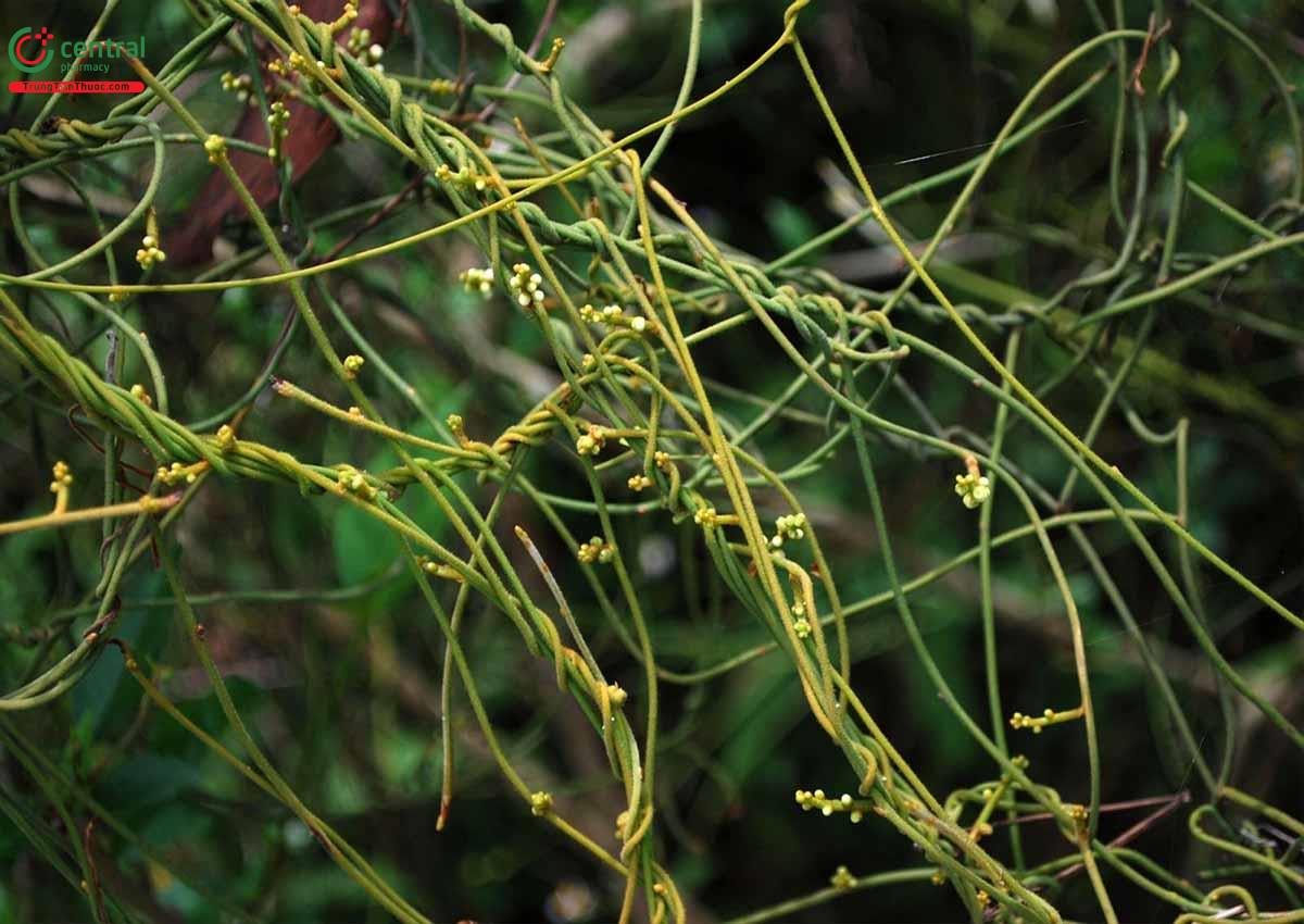 Cây Tơ Hồng Xanh