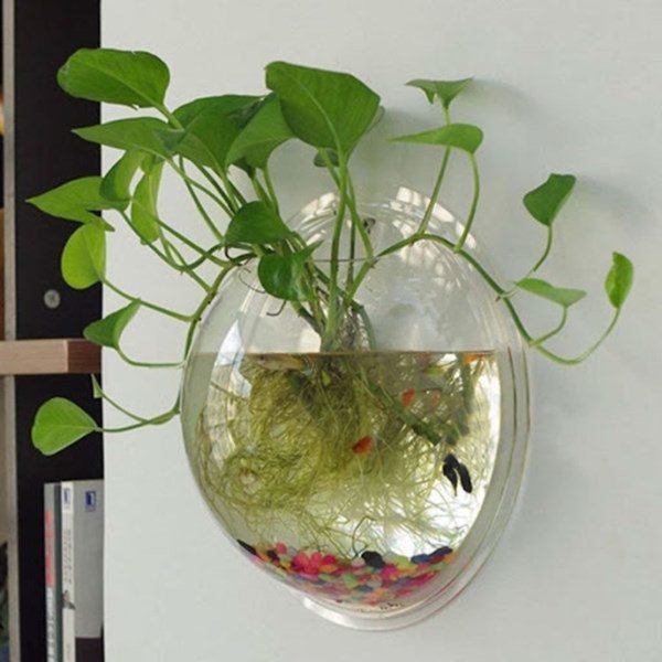 Cây Trầu Bà Ngập Nước Được Không?