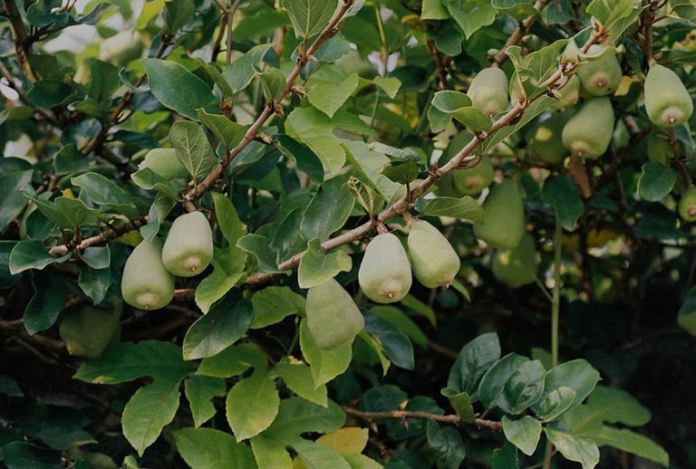 Cây Trâu Cổ Mọc Ở Đâu?