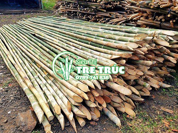 Cây Tre Tầm Vông: Đặc điểm, công dụng và ý nghĩa