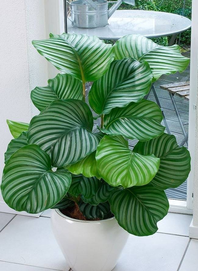 Cây Trồng Trong Bóng Râm