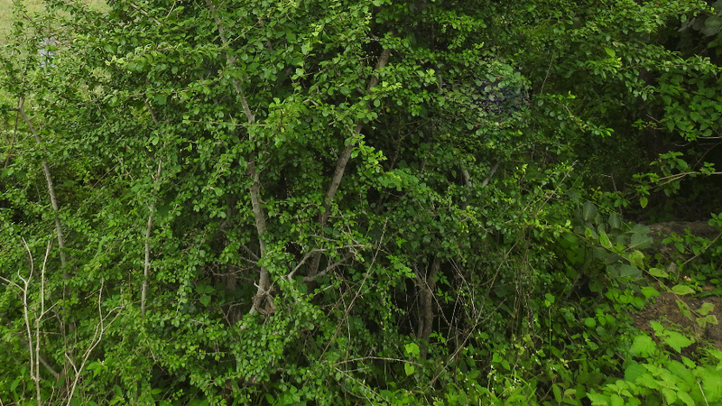 Cây Tu Hú Rừng
