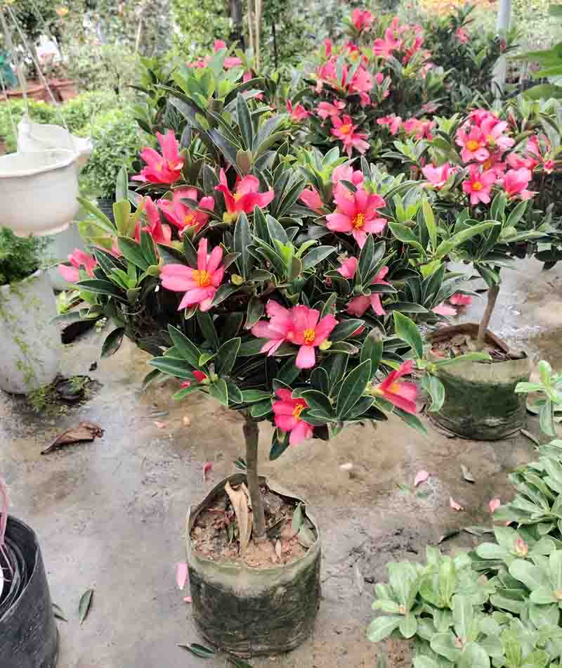 Cây Tứ Quý Là Cây Gì?