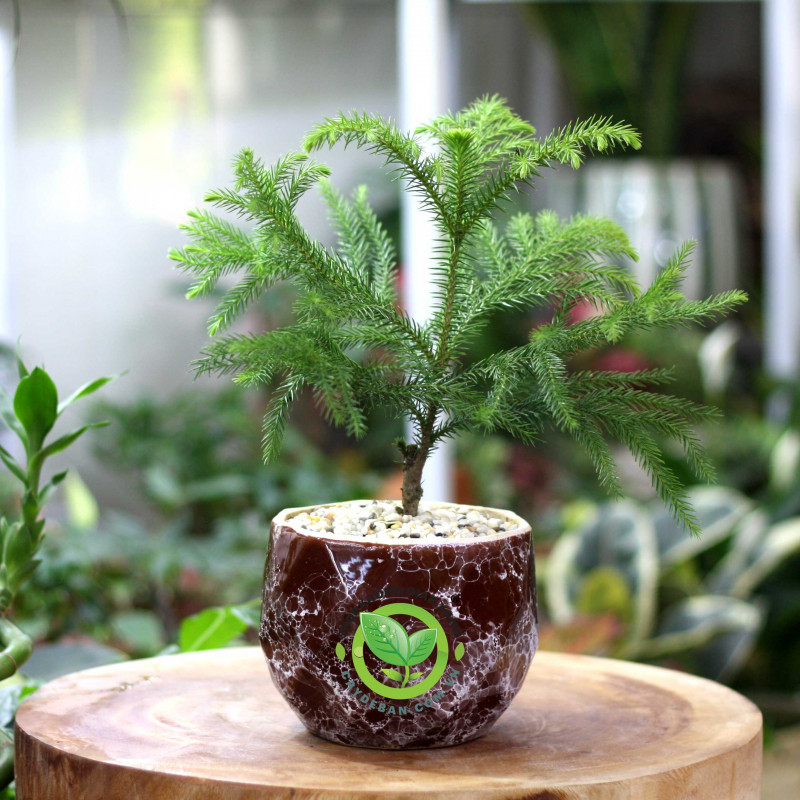 Cây Tùng Bách Tán Nhỏ