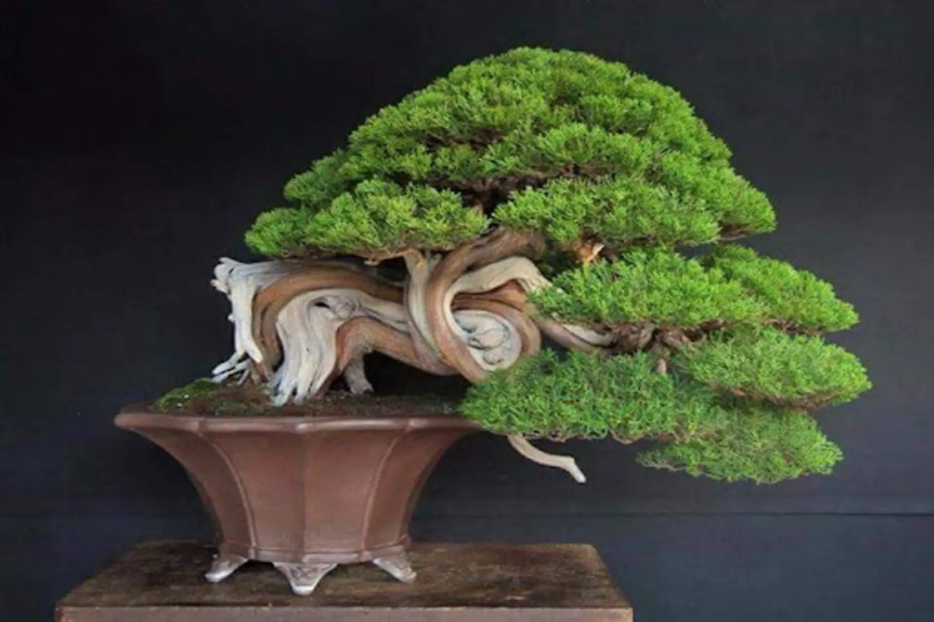 Cây Tùng Bồng Lai Có Mấy Loại?