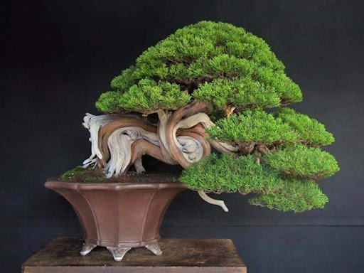 Cây Tùng Bồng Lai Tuổi Thân