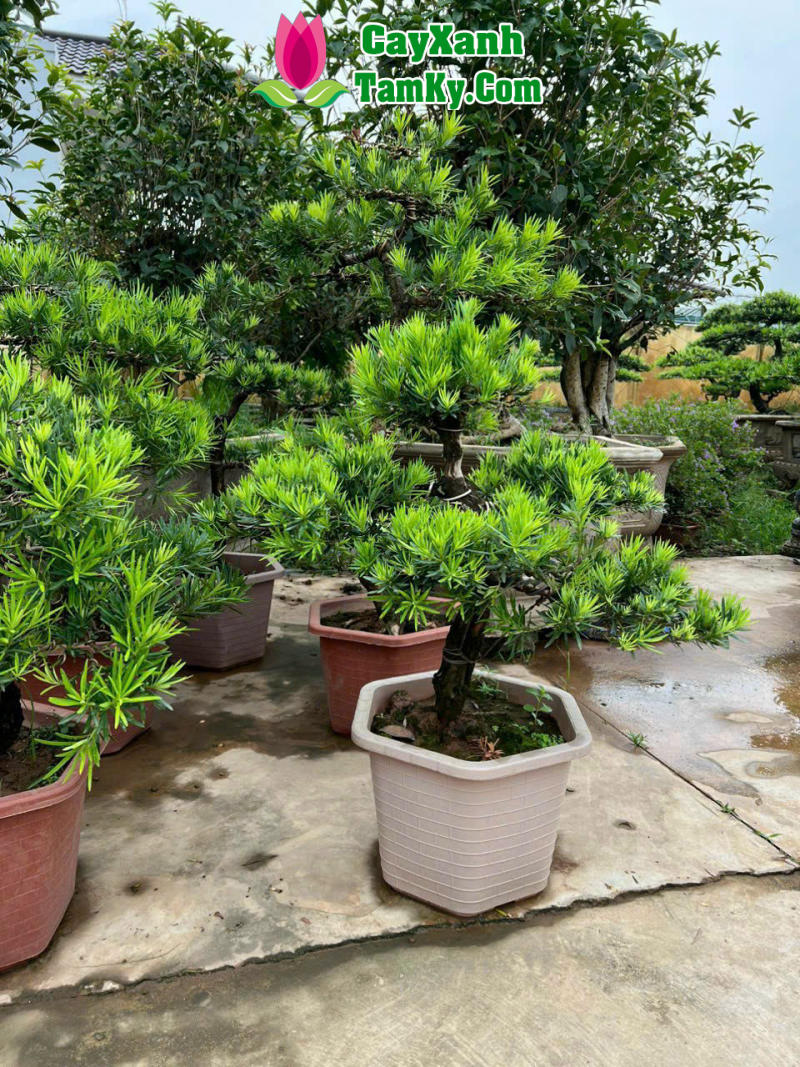 Cây Tung Lá Han
