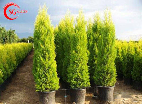 Cây Tùng Thơm Sống Được Bao Lâu?