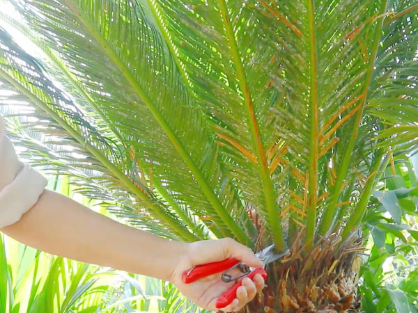Cây Vạn Tuế Bị Vàng Lá: Nguyên Nhân và Cách Khắc Phục