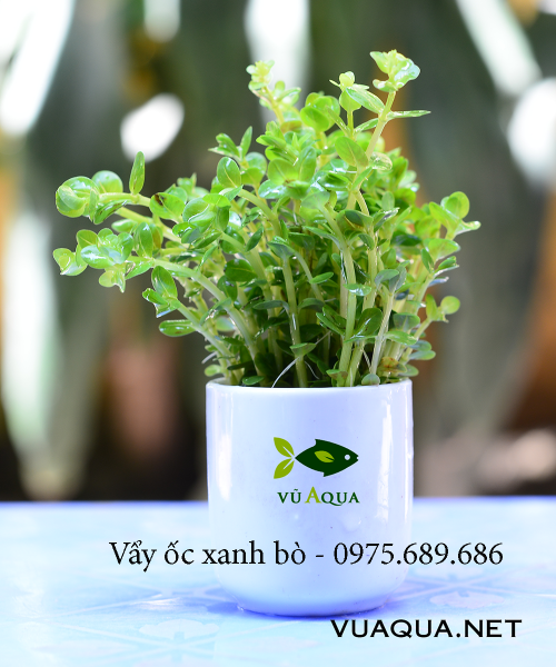 Cây Vảy Ốc Xanh