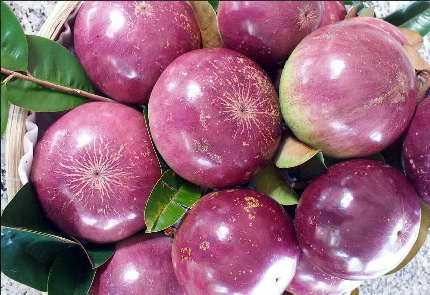 Cây Vú Sữa Có Mấy Loại?