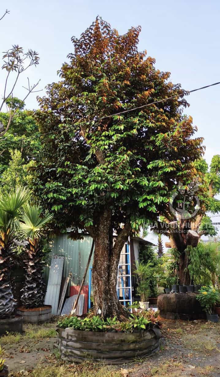 Cây Vú Sữa Cổ Thụ