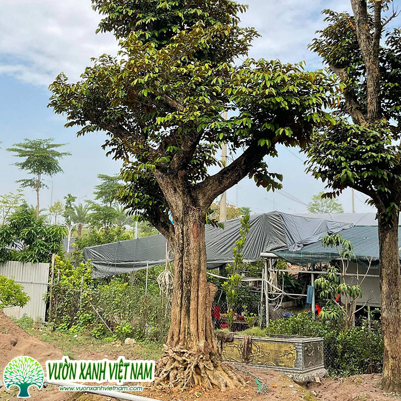 Cây Vú Sữa Đẹp