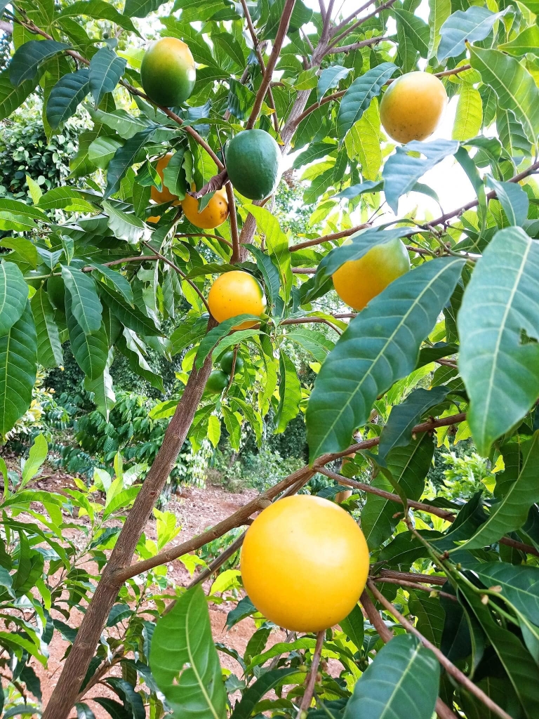 Cây Vú Sữa Hoàng Kim