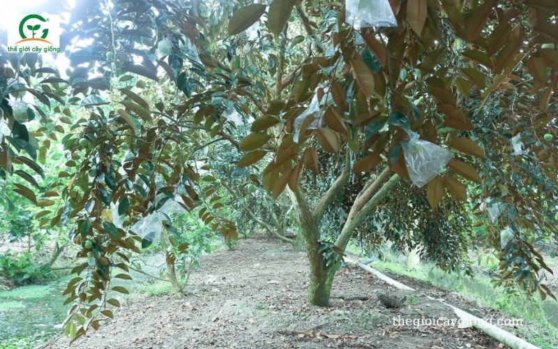 Cây Vú Sữa Rễ Gì? Gallery 2