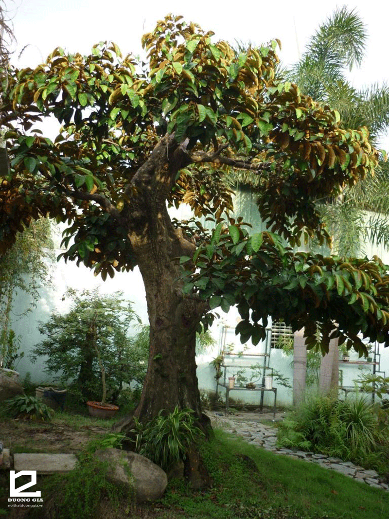 Trồng cây vú sữa trước nhà: Lợi ích và cách chăm sóc