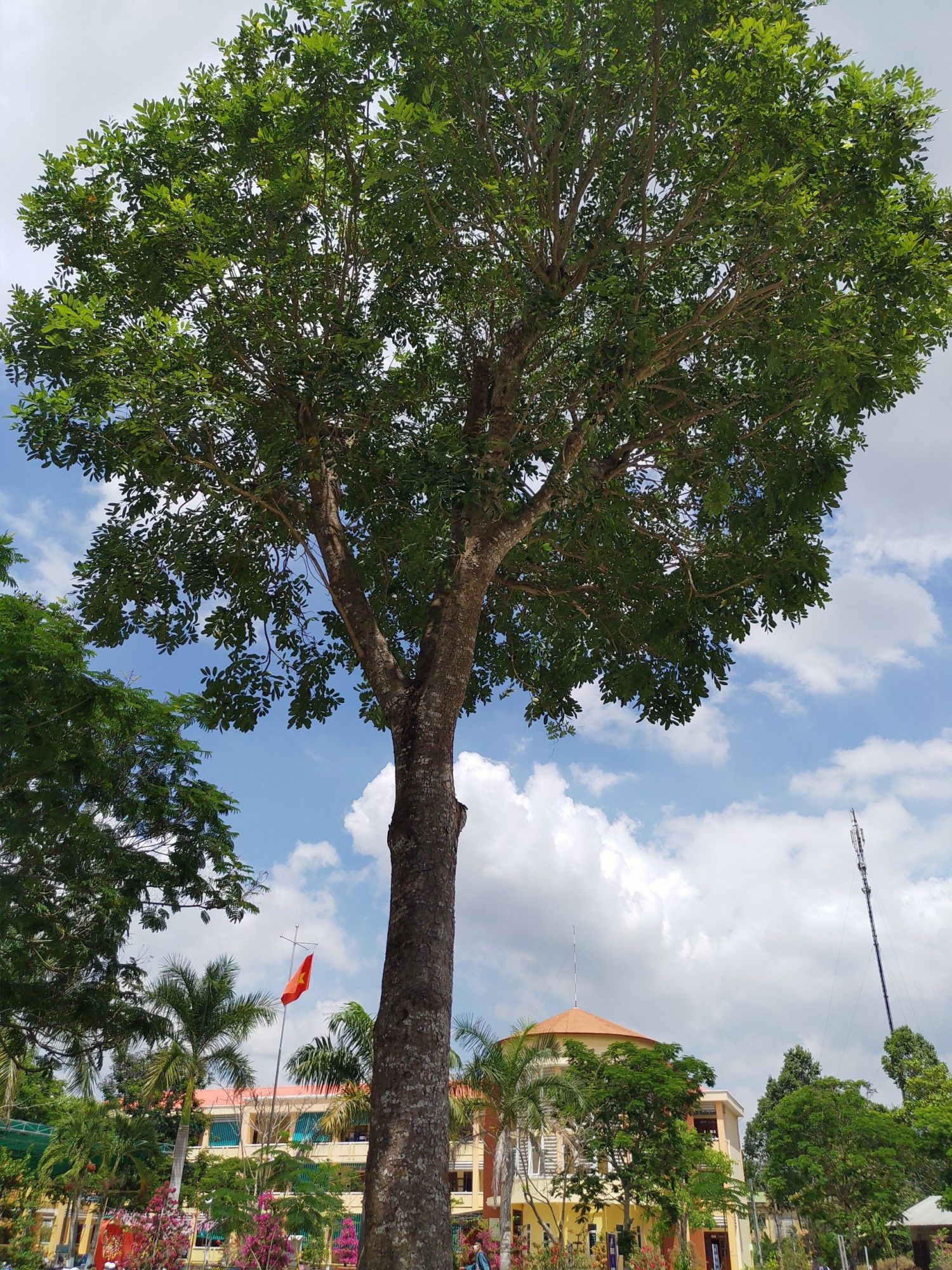 Cây Xà Cừ 10 Năm Tuổi