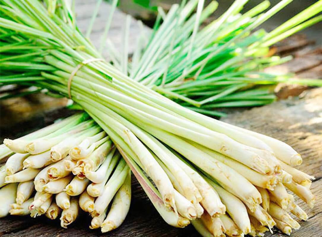 Cay Xa Tiếng Anh Là Gì?