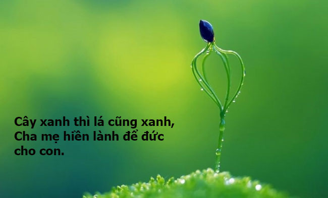 Cây xanh thì lá cũng xanh Gallery 2