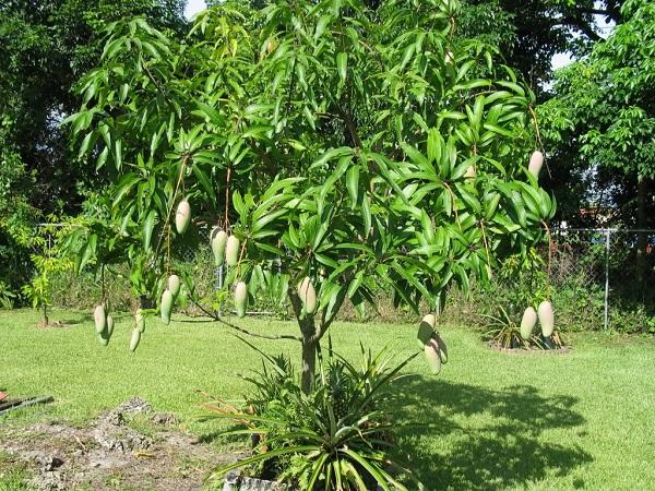 Đặc điểm cây xoài cần chú ý