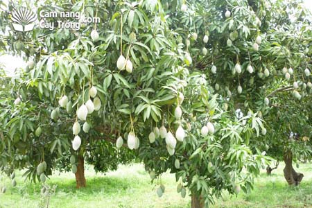Cây Xoài Thuộc Loại Thân Gì?