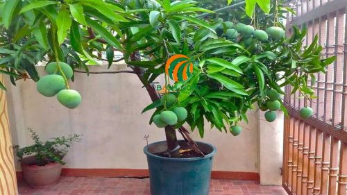 Trồng Xoài Trong Chậu: Hướng Dẫn Chi Tiết Từ A Đến Z