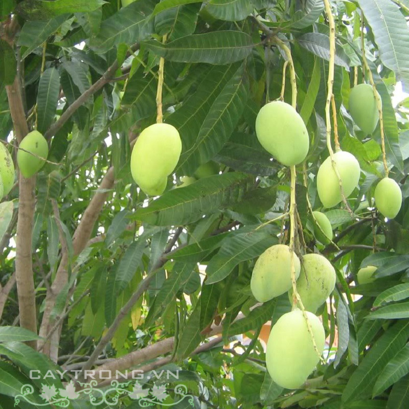 Cây Xoài Tứ Quý: Đặc điểm, giá trị và cách trồng hiệu quả