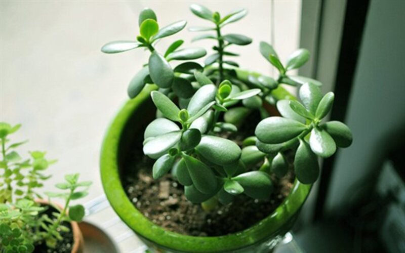 Cây Xua Đuổi Tà Ma