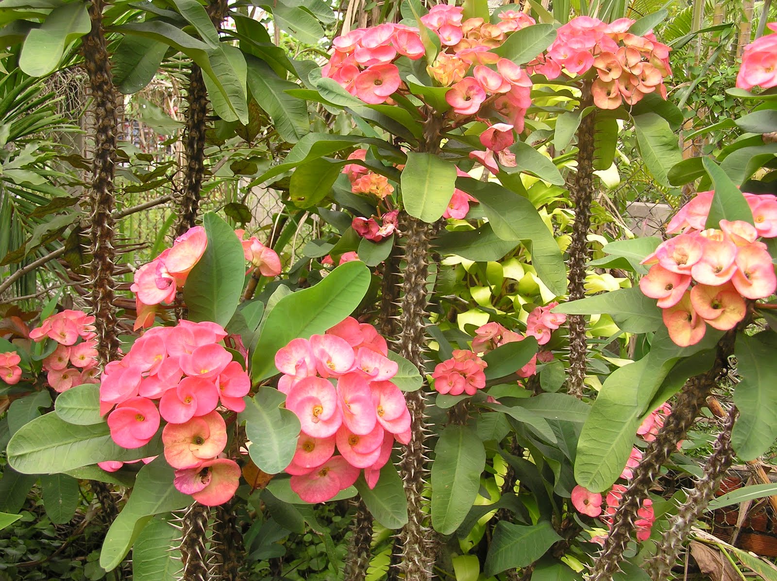 Cây Xương Rồng Bát Tiên