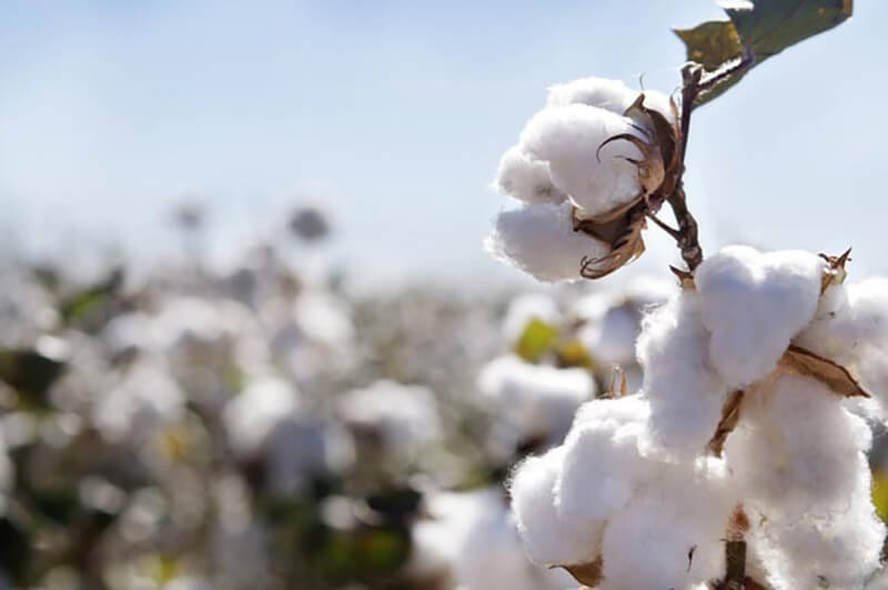 Cellulose có ở đâu?