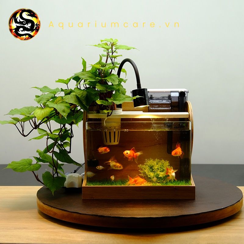 Bể Cá Cảnh Để Bàn: Thêm Điểm Nhấn Tinh Tế Cho Không Gian Làm Việc Và Sinh Hoạt Gallery 2